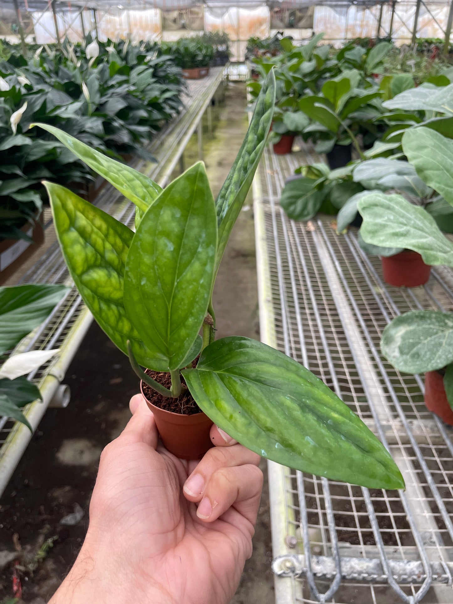 Monstera 'Peru'