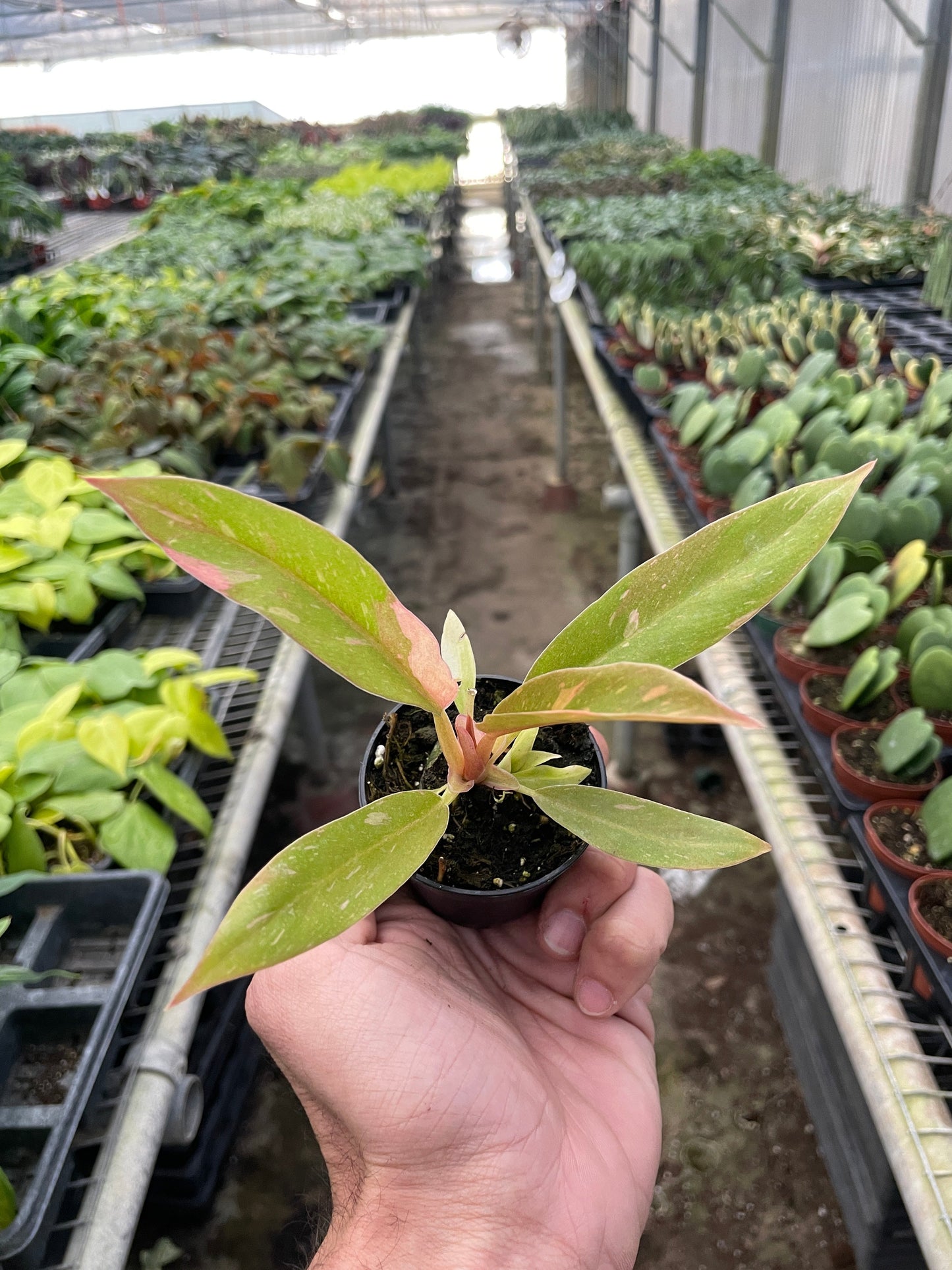 Philodendron 'Variegated Ring of Fire '