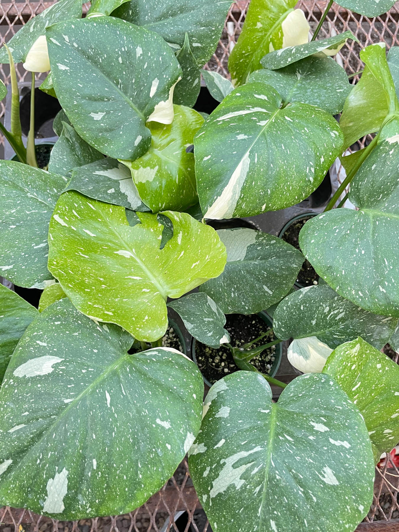 Monstera 'Thai Constellation'