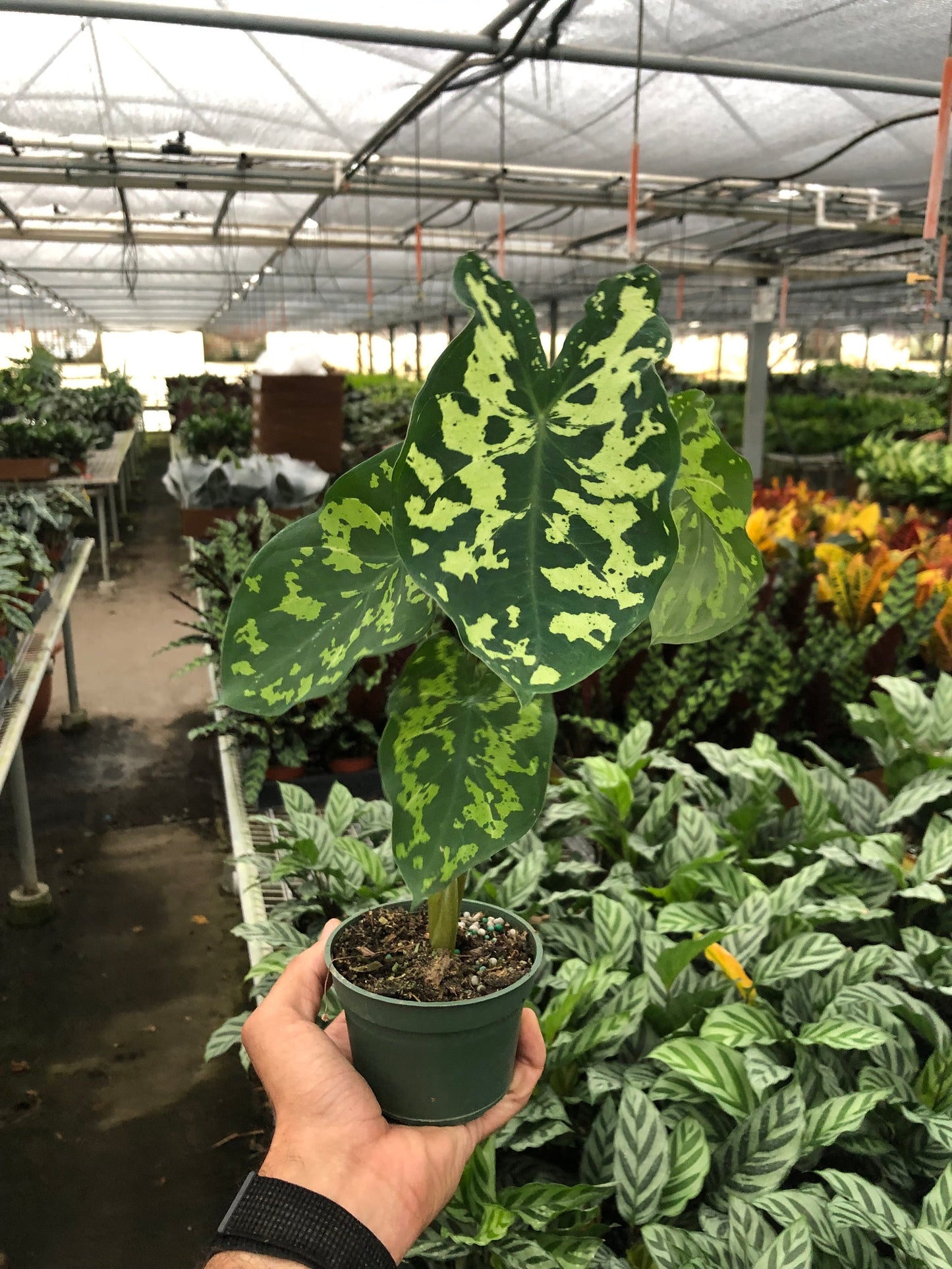 Alocasia 'Hilo Beauty'