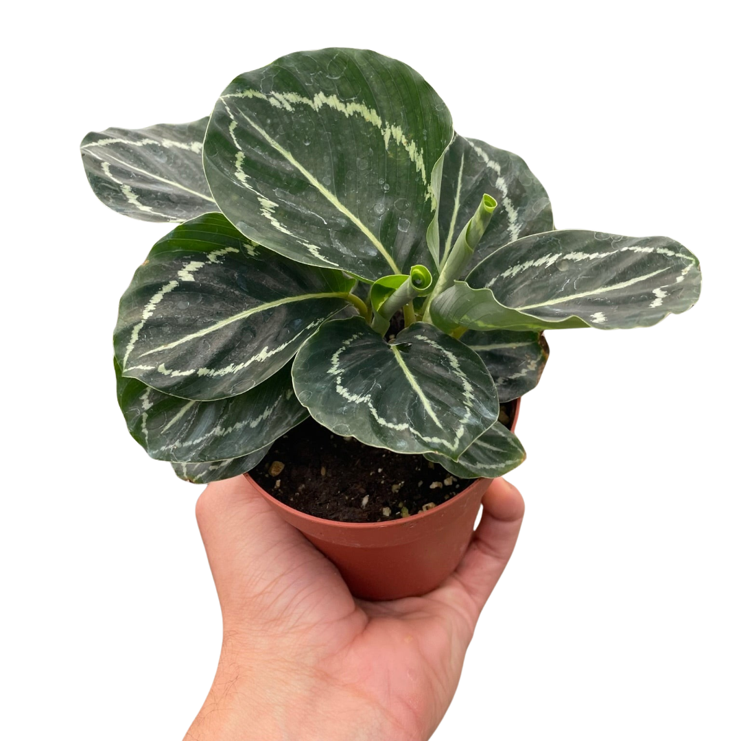 Calathea 'Green Goddess'