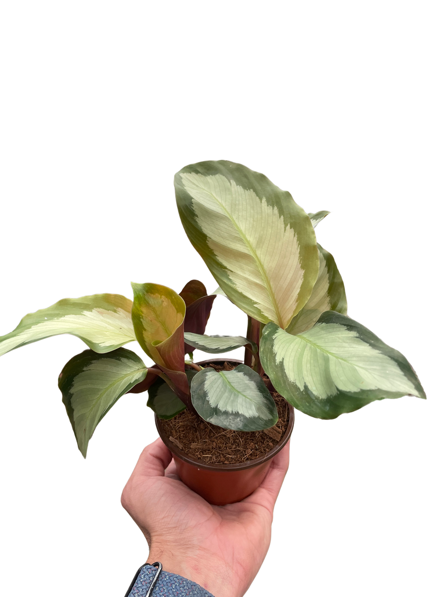 Calathea 'Picturata'