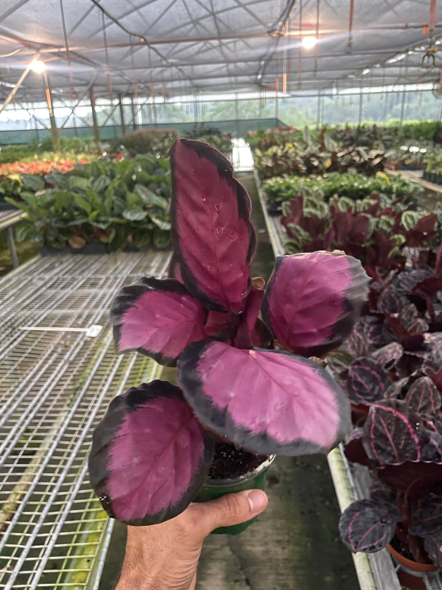 Calathea 'Purple Rose'