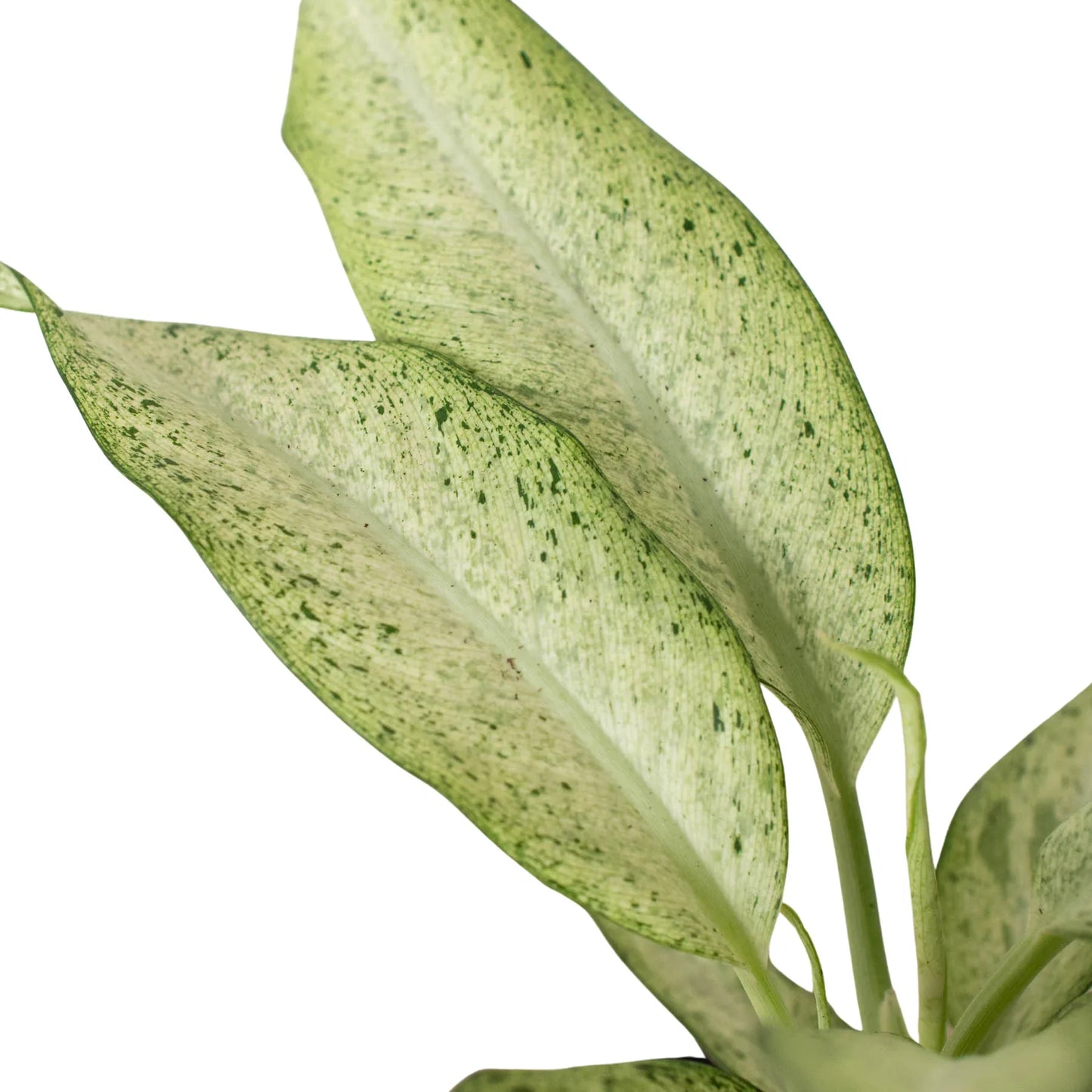 Dieffenbachia 'Camouflage'