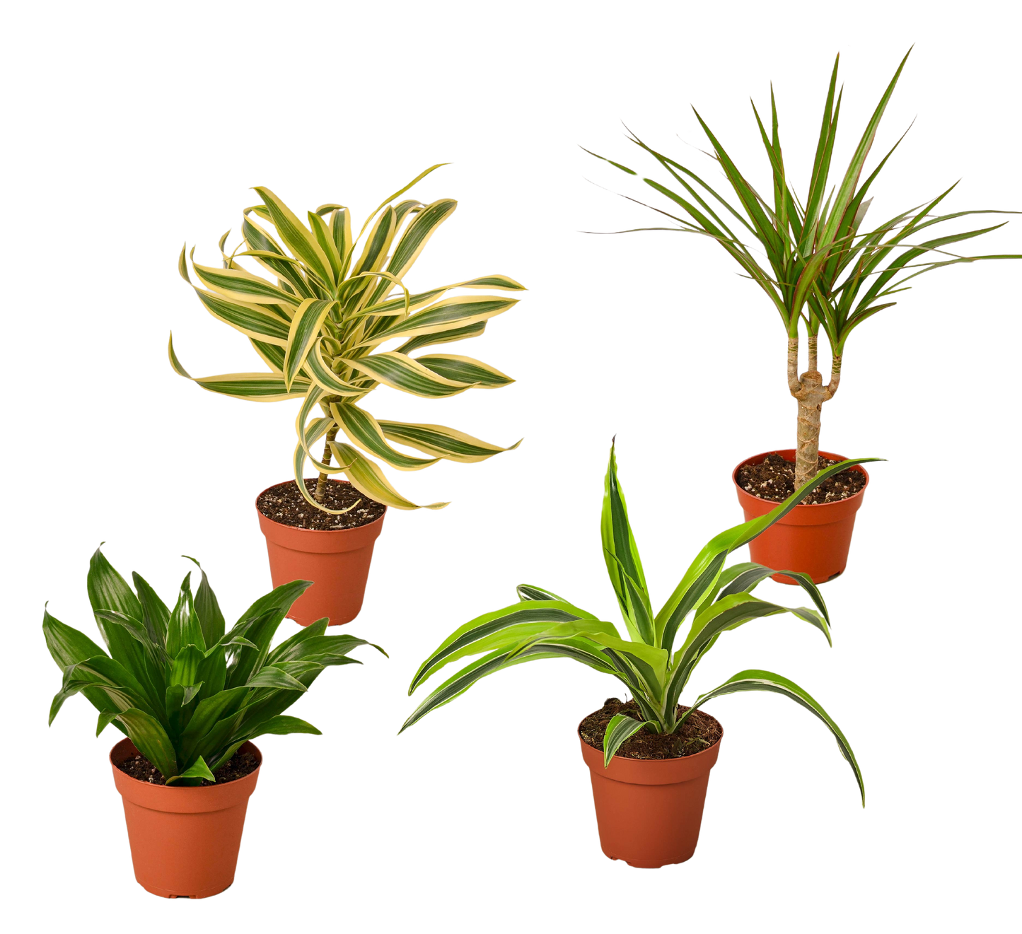 4 Different Dracaenas Variety Pack - Live House Plant - FREE Care Guide - 4" Pot