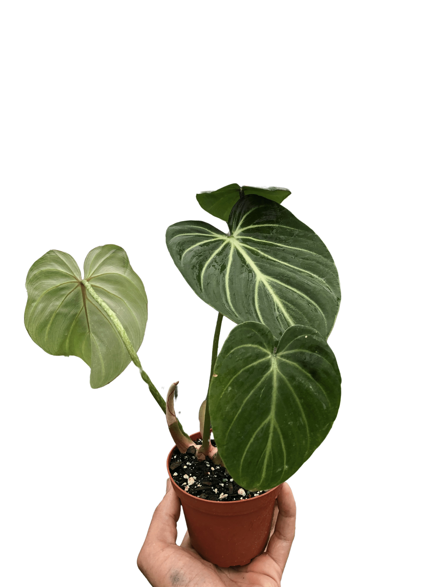 Philodendron Gloriosum 'Zebra'