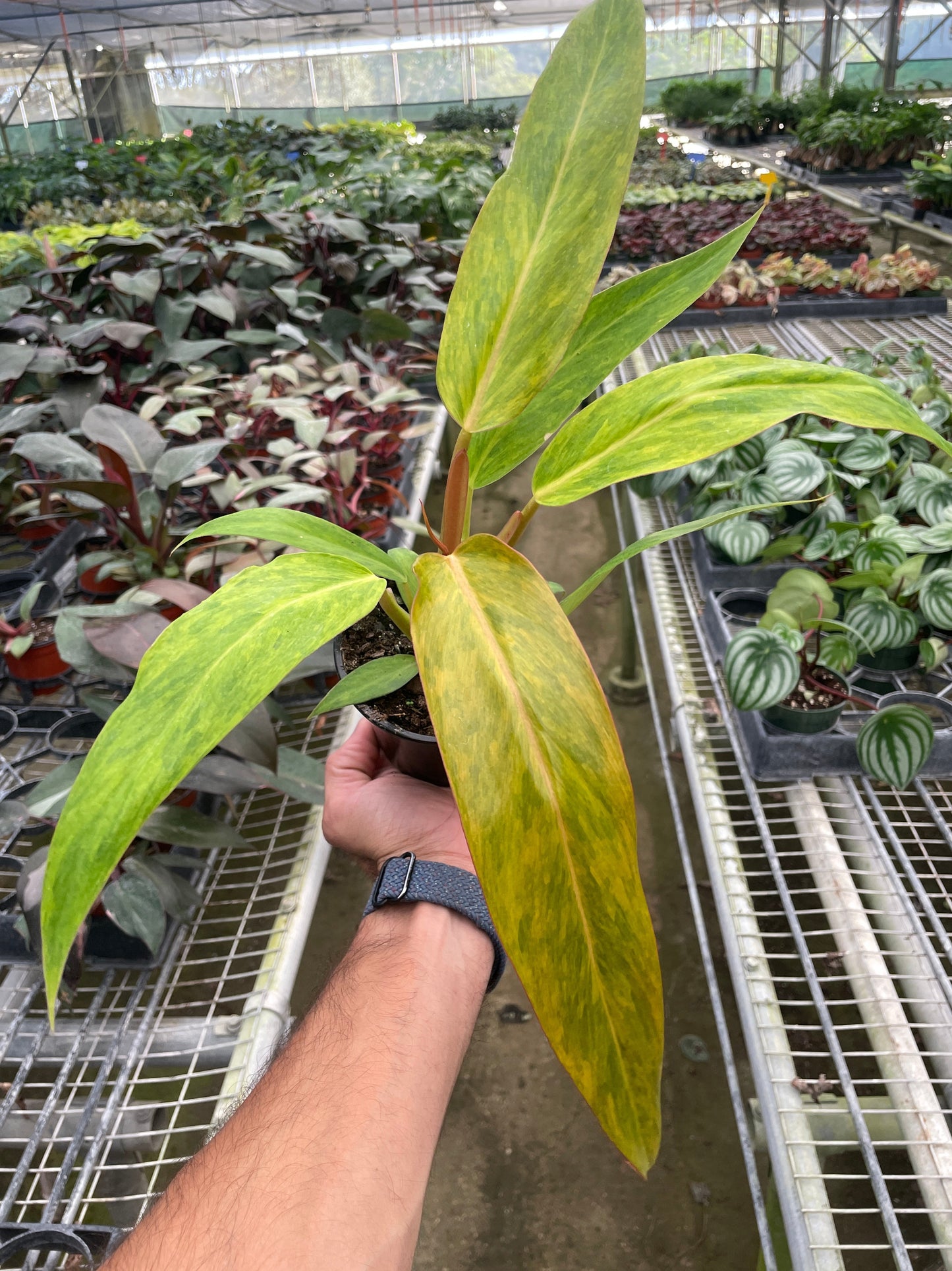 Philodendron 'Orange Marmalade'