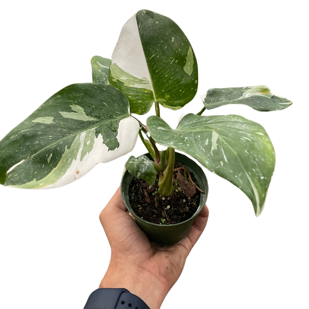 Philodendron 'White Princess'