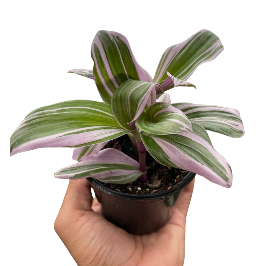 Tradescantia 'Nanouk'