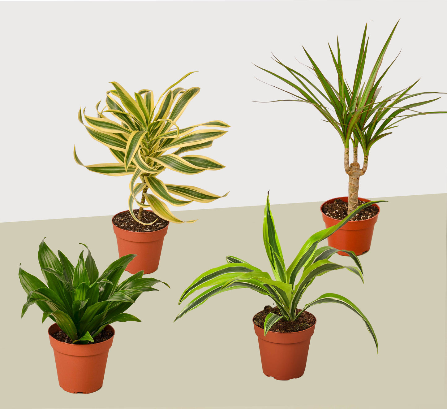 4 Different Dracaenas Variety Pack - Live House Plant - FREE Care Guide - 4" Pot