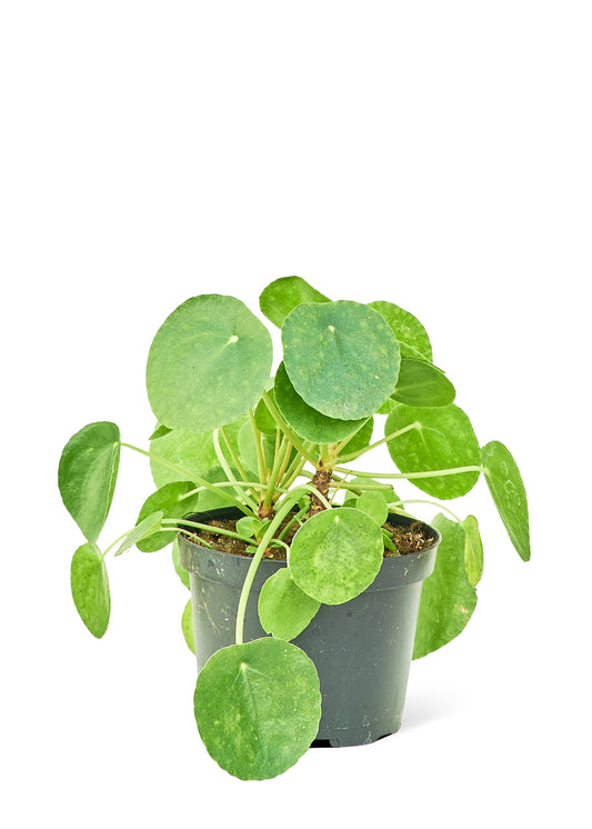 Chinese Money Plant, Medium