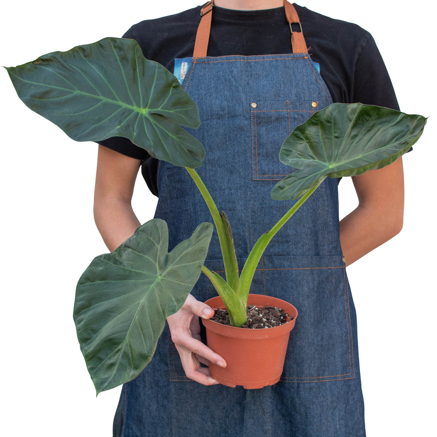 Alocasia 'Regal Shields'