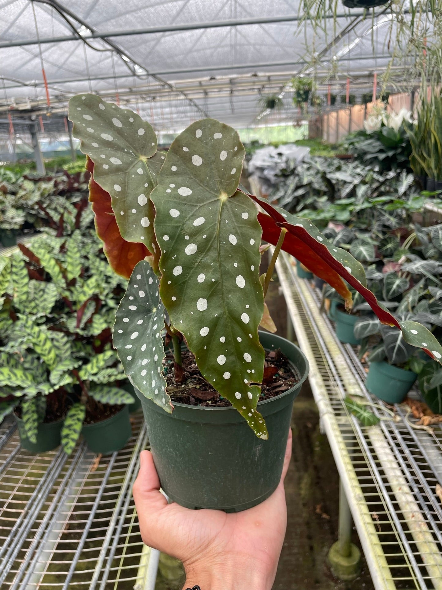 Begonia 'Maculata'