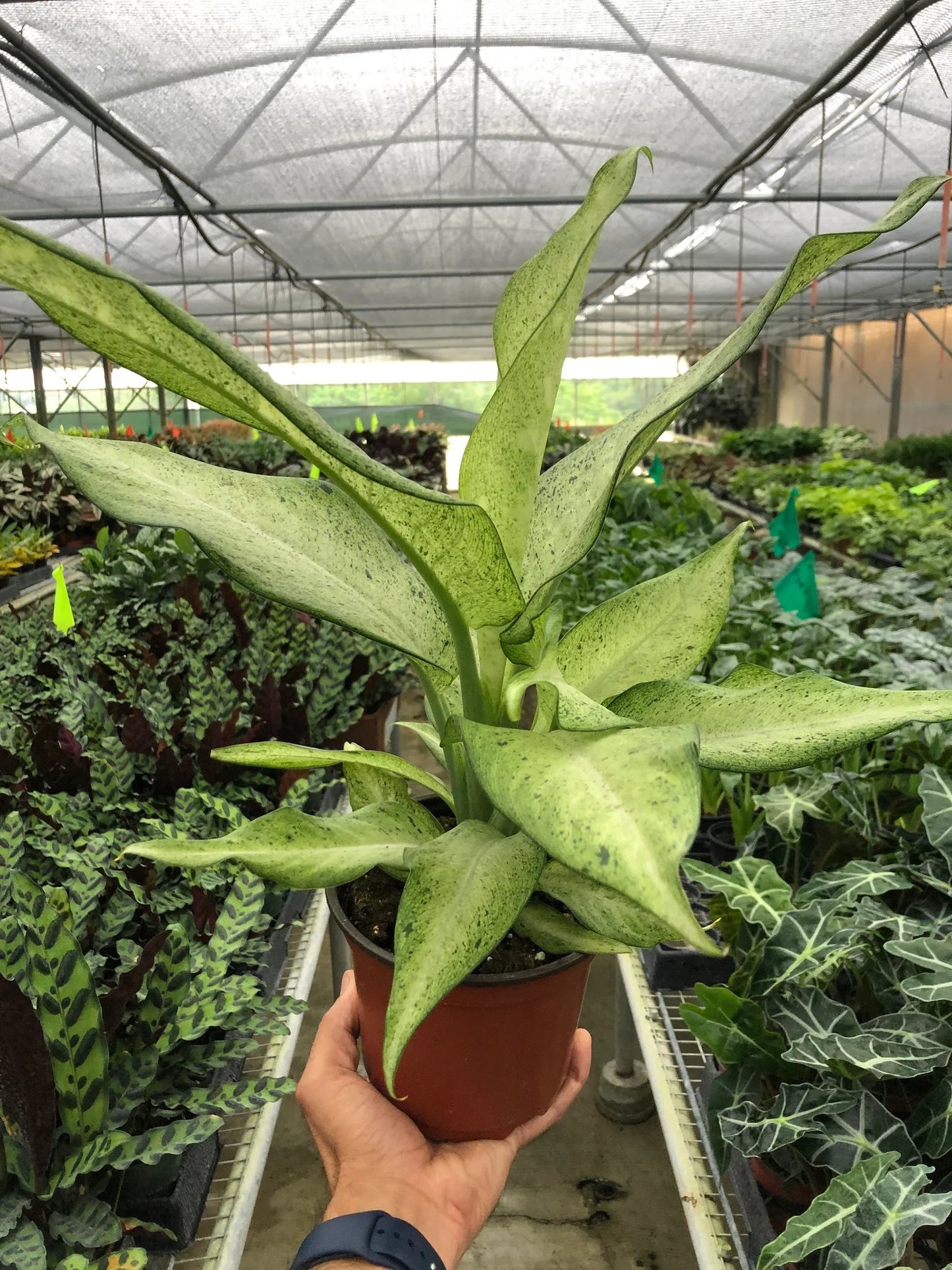 Dieffenbachia 'Camouflage'