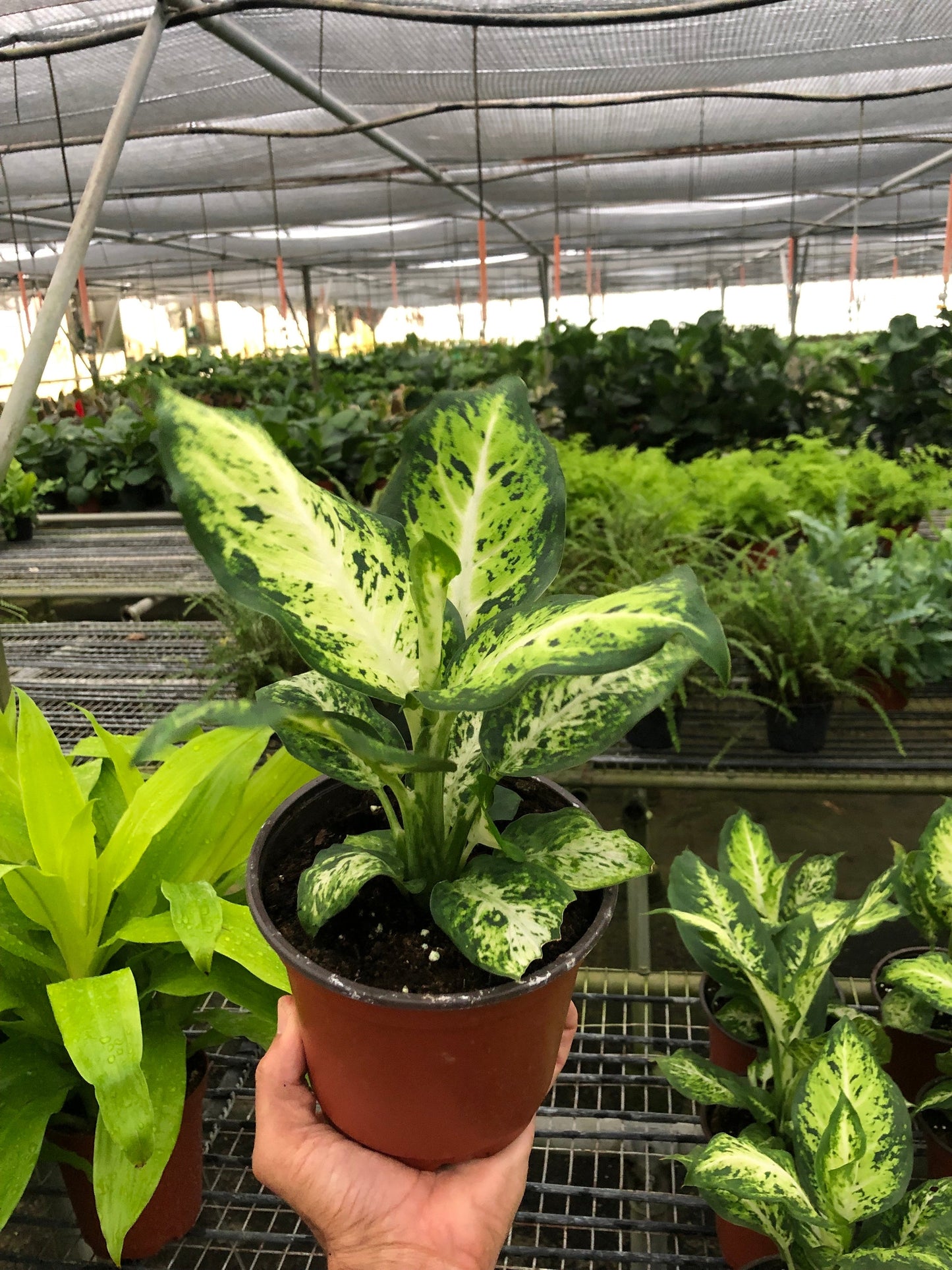 Dieffenbachia 'Amy'