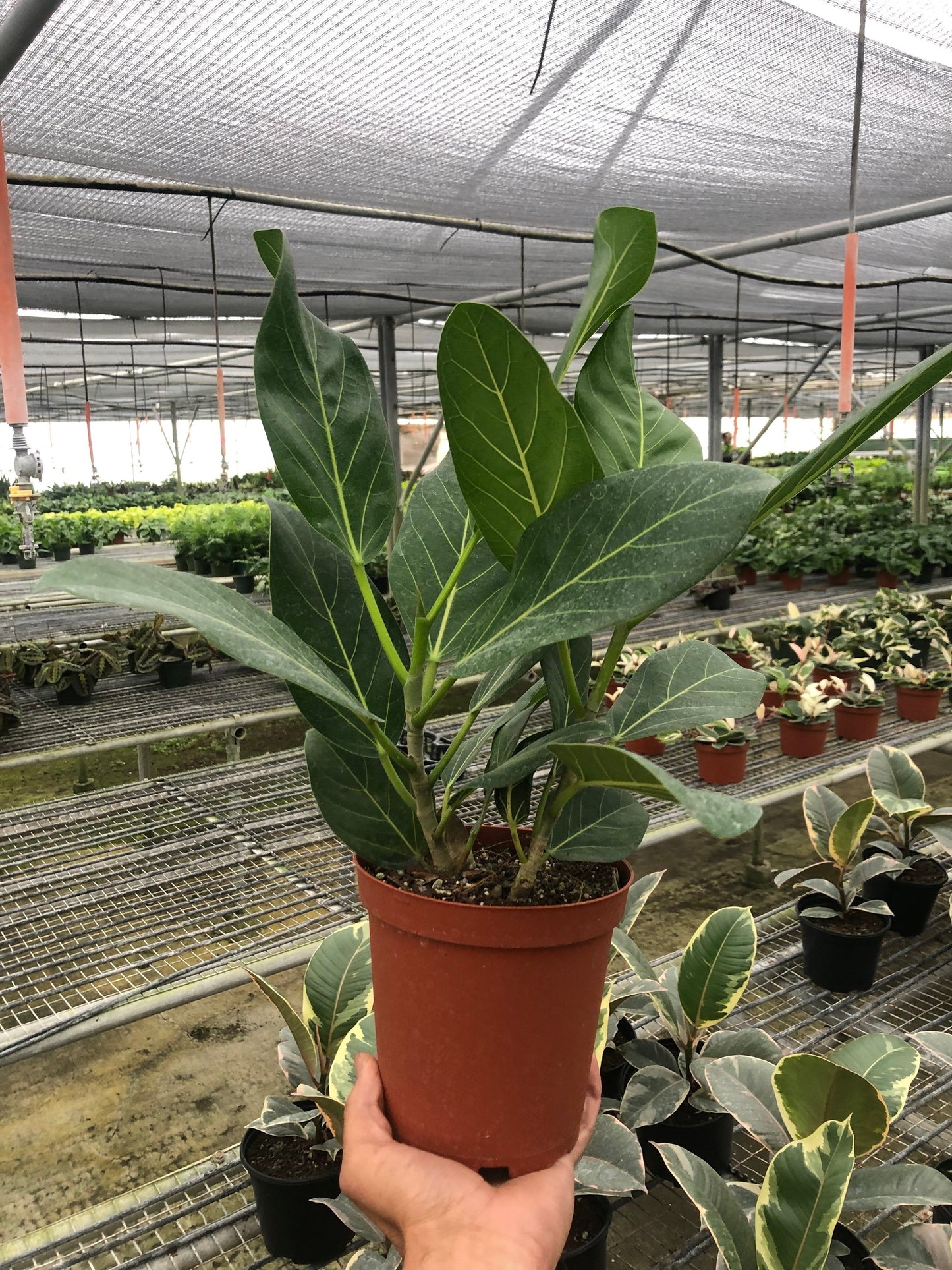 Ficus 'Audrey'