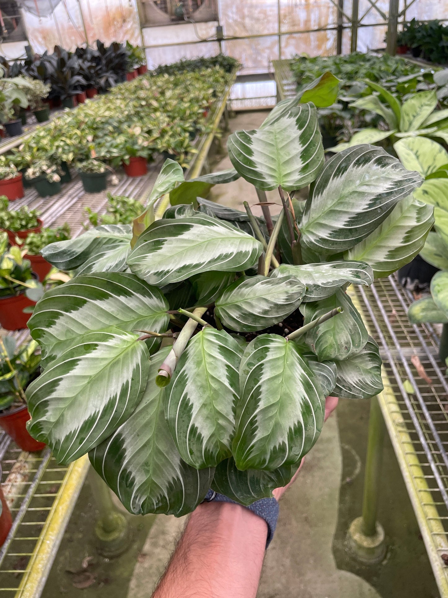 Maranta 'Silver Band'