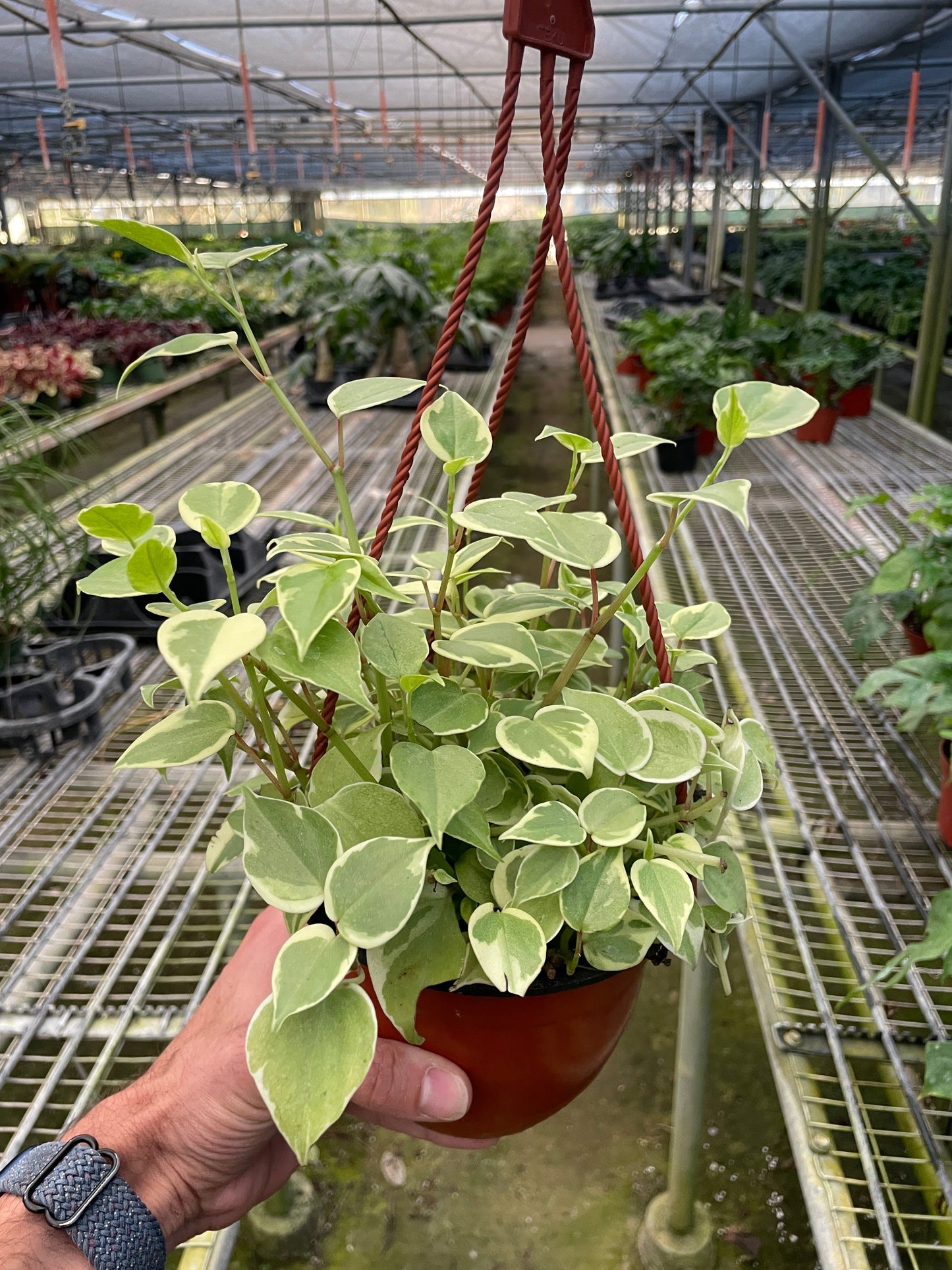 Peperomia 'Cupid'