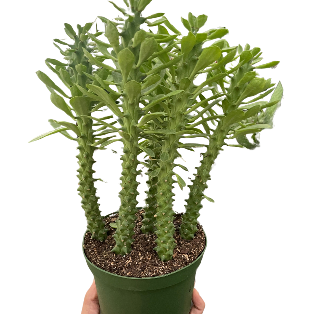 Euphorbia 'Sausage Spurge'