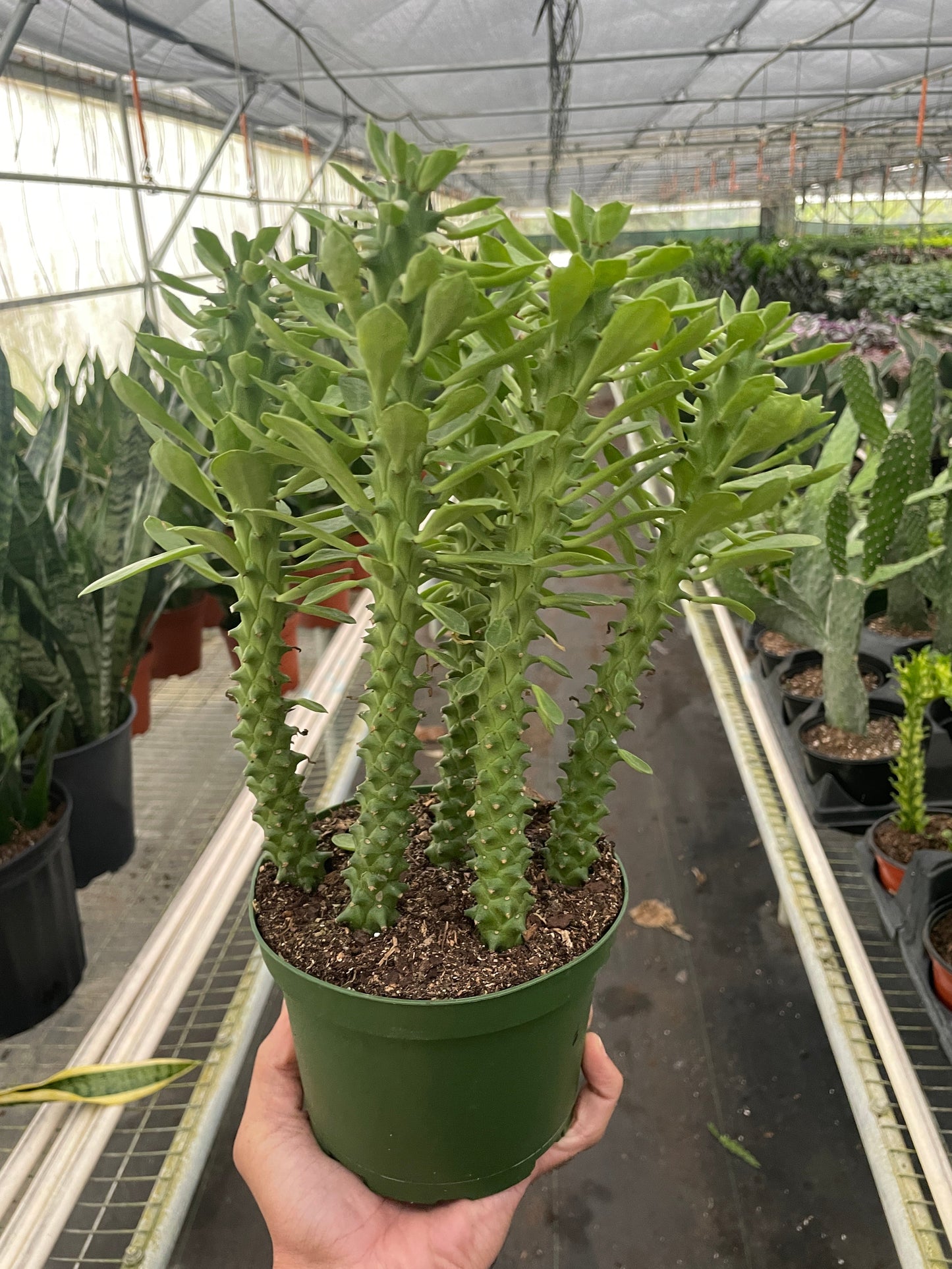 Euphorbia 'Sausage Spurge'