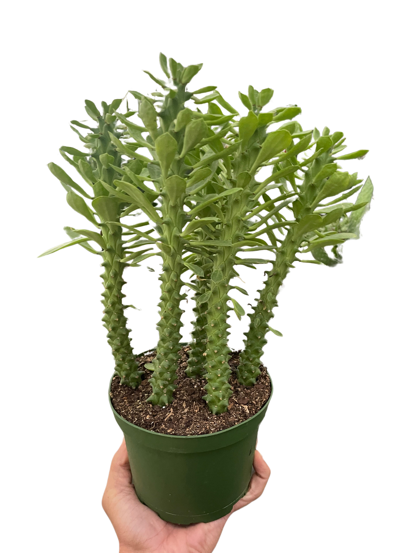 Euphorbia 'Sausage Spurge'