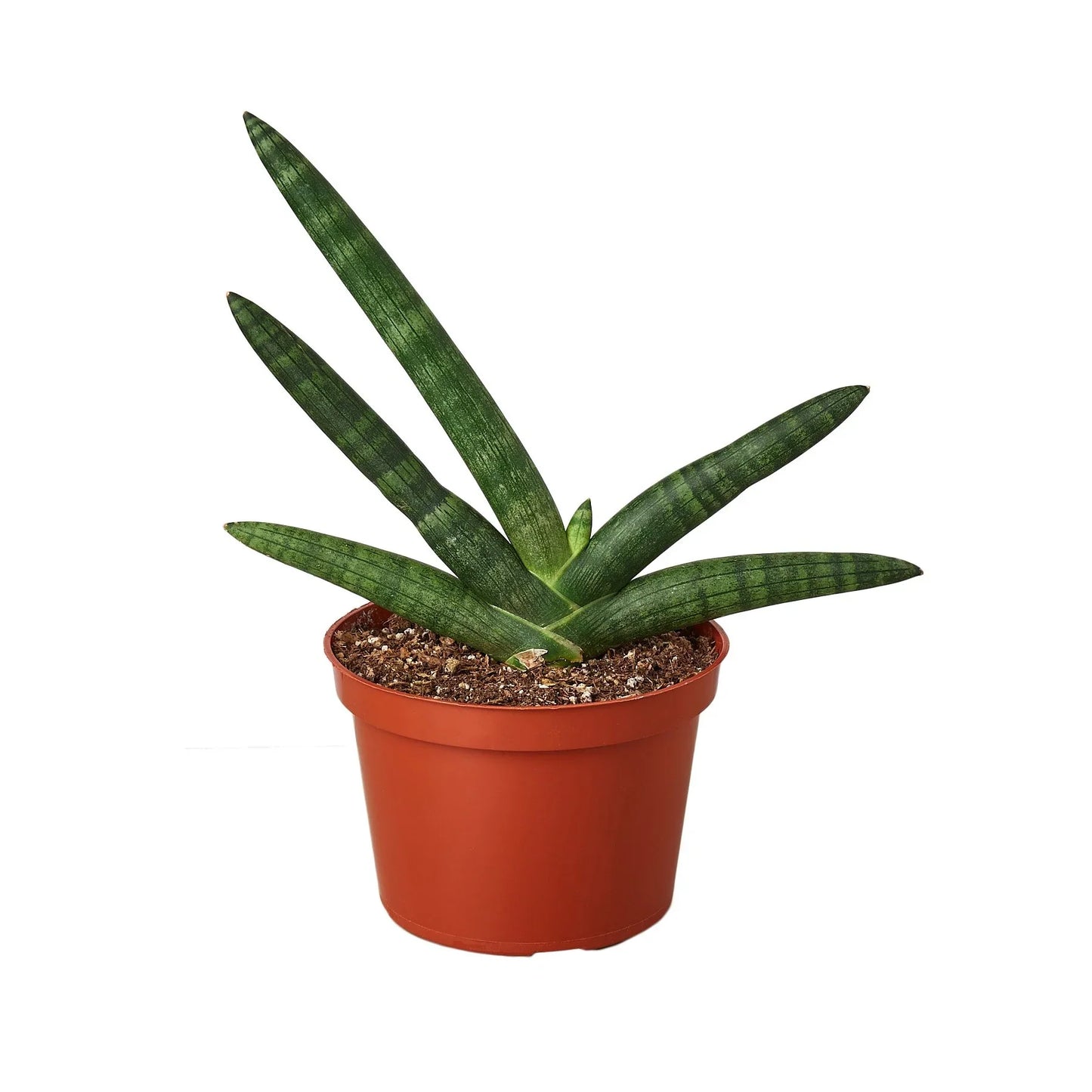 Snake Plant Starfish