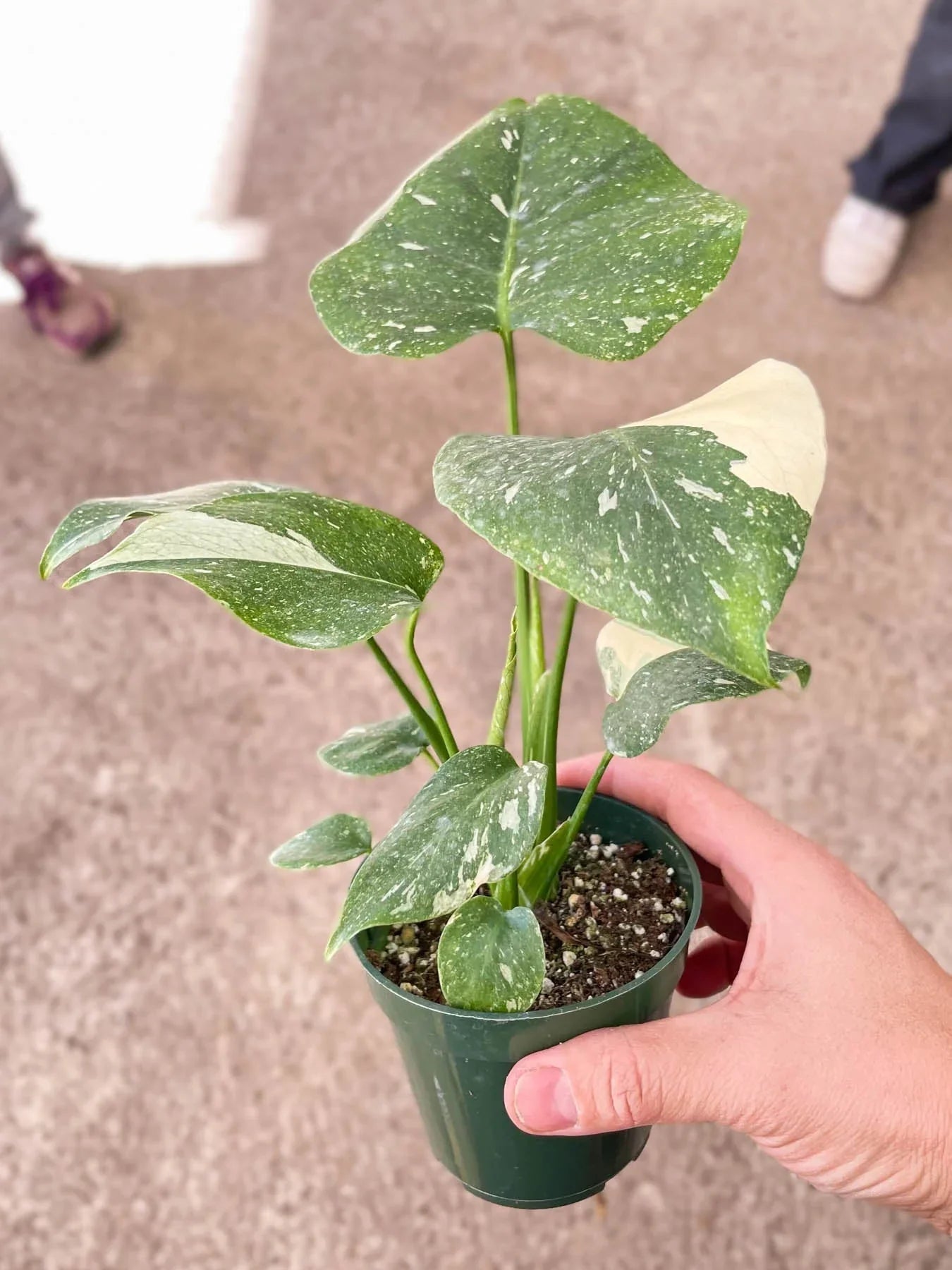 Monstera 'Thai Constellation'