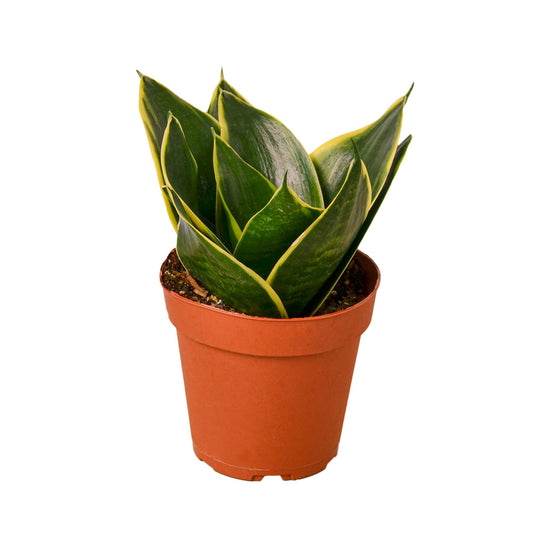 Snake Plant Emerald Star