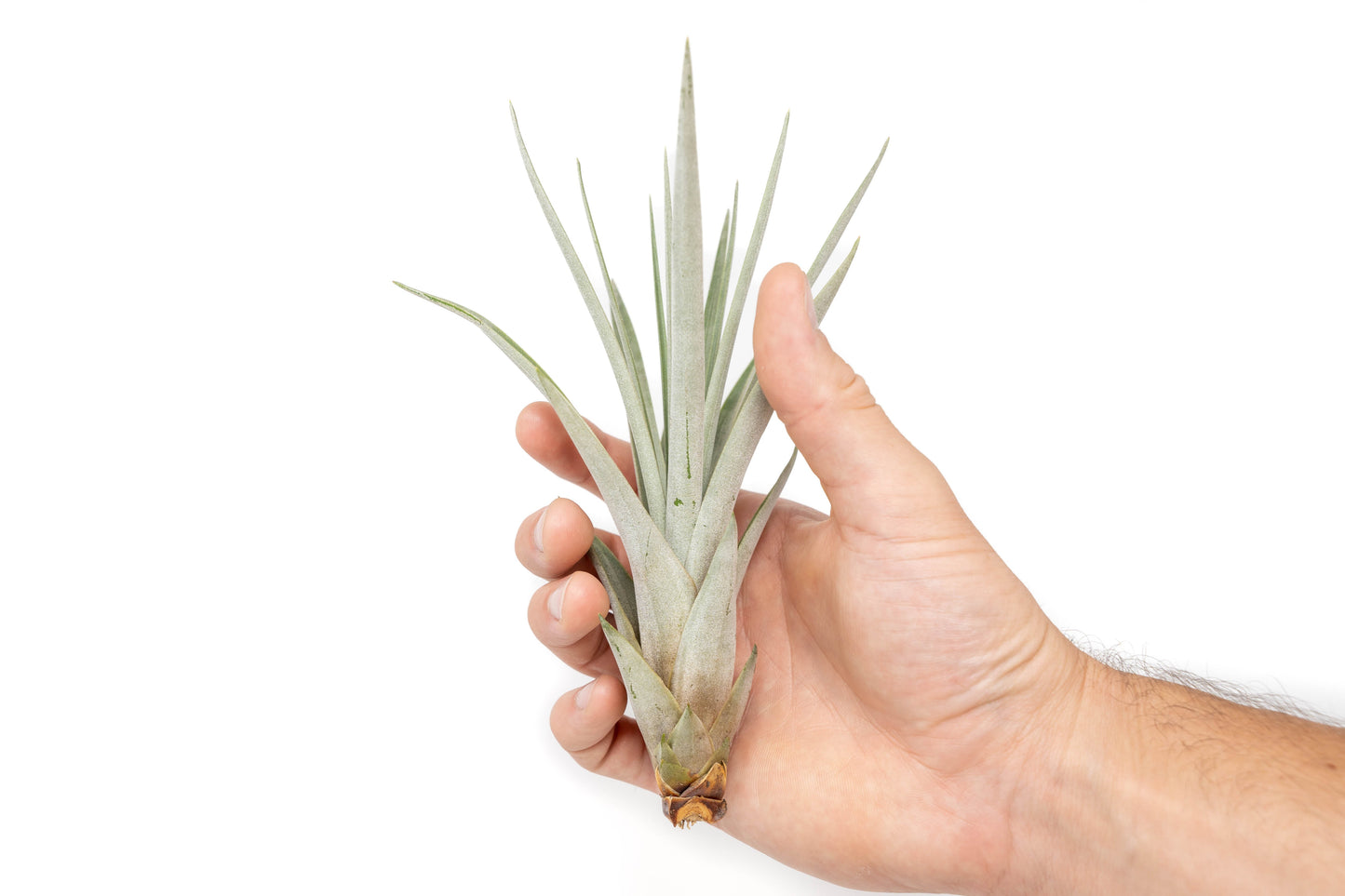 Large Tillandsia Fasciculata Tricolor Golden Torch Air Plants