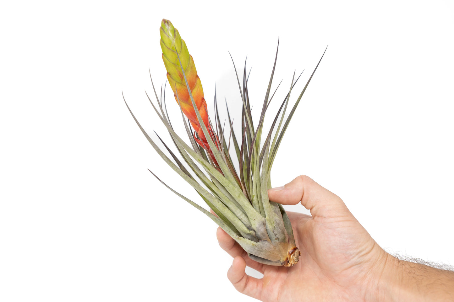 Large Tillandsia Fasciculata Tricolor Golden Torch Air Plants