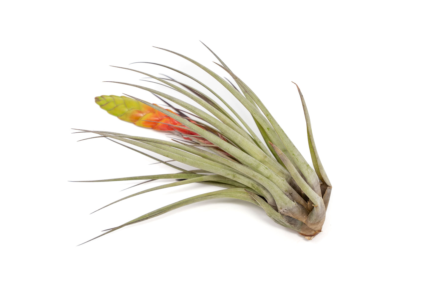 Large Tillandsia Fasciculata Tricolor Golden Torch Air Plants