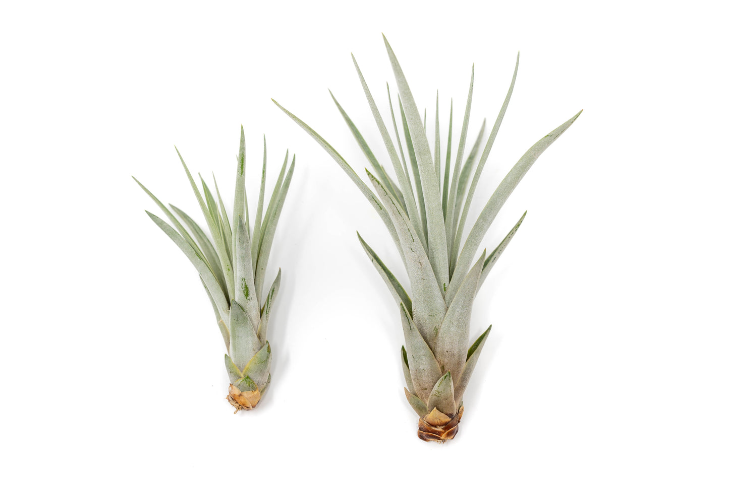 Large Tillandsia Fasciculata Tricolor Golden Torch Air Plants