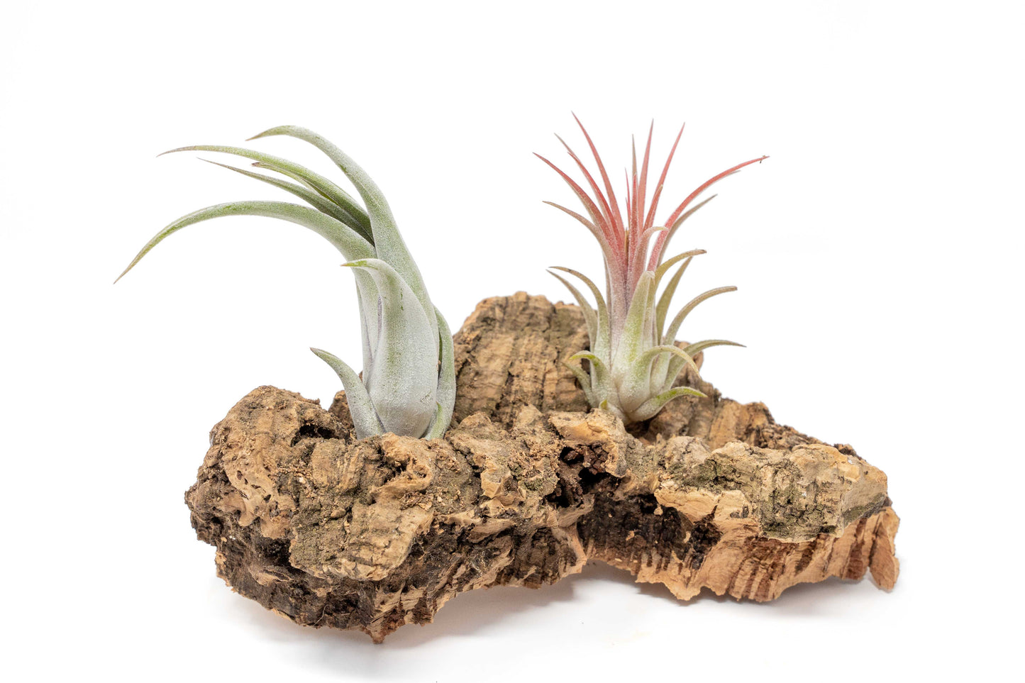 Small Tabletop Cork Bark Display with 2 Tillandsia Air Plants