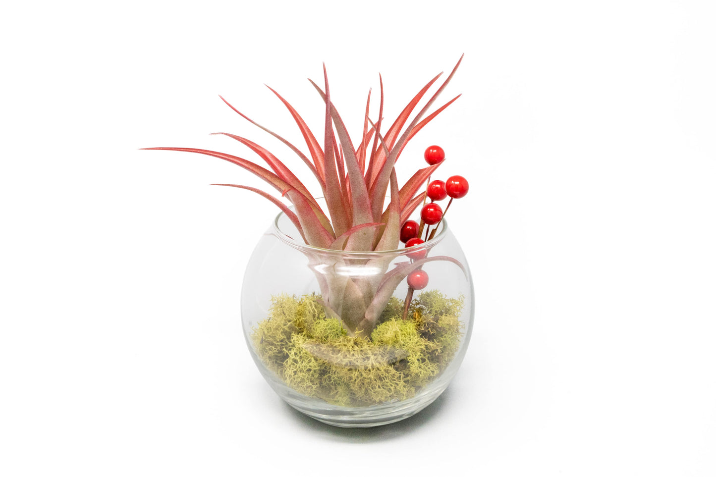 Festive Terrarium with Green Reindeer Moss, Berry Sprig, & Tillandsia Red Abdita Air Plant