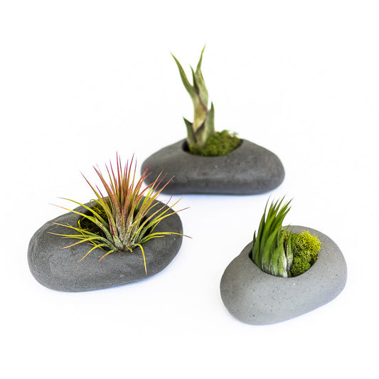 Sets of 3, 6 or 9 Gray Ceramic Stone Air Plant Holders with Assorted Tillandsia Air Plants