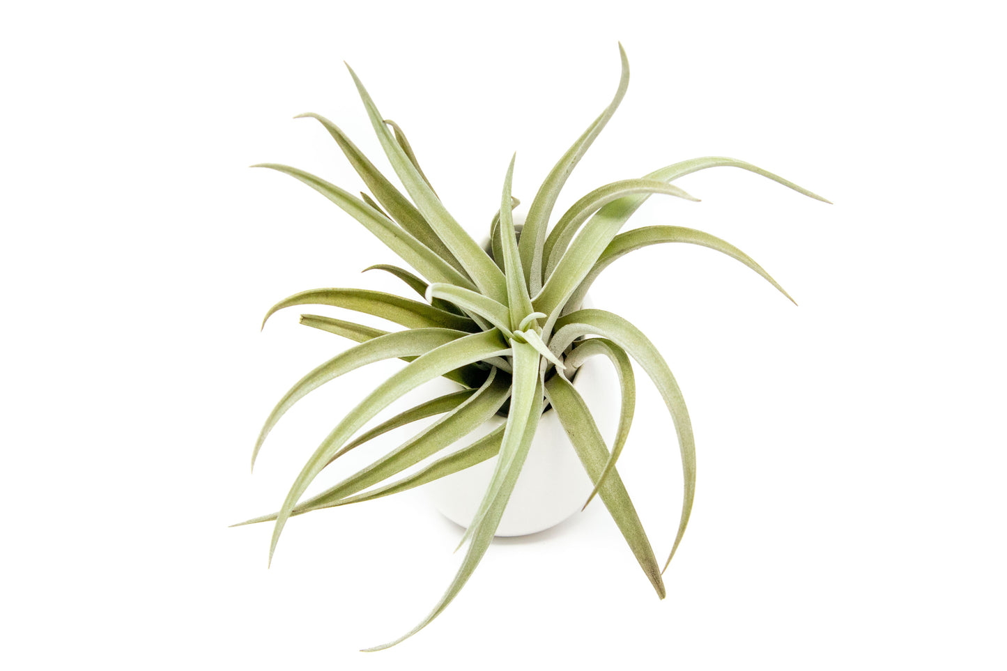 Large Ivory Ceramic Container - Choose Your Custom Tillandsia Air Plant