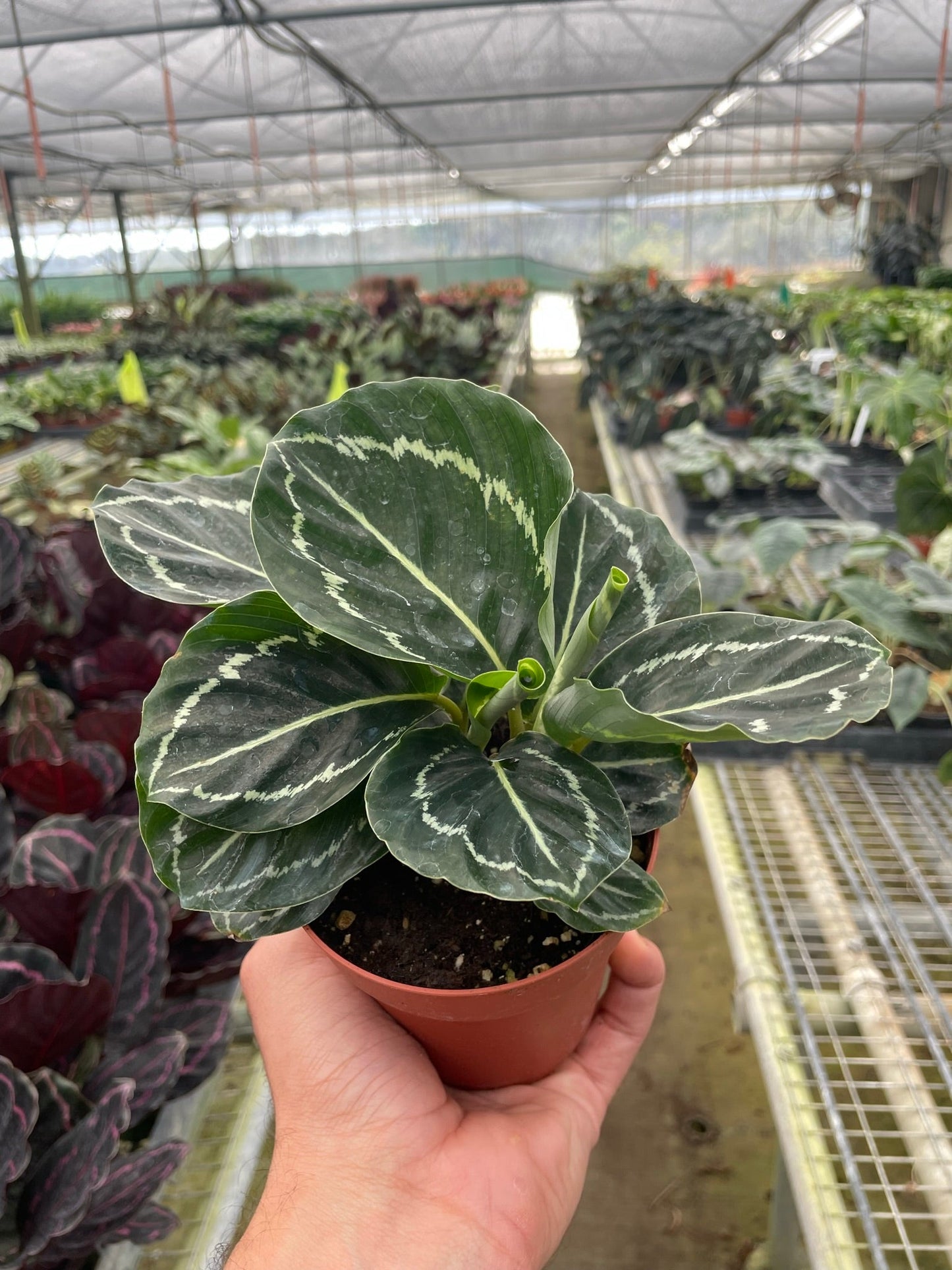 Calathea 'Green Goddess'