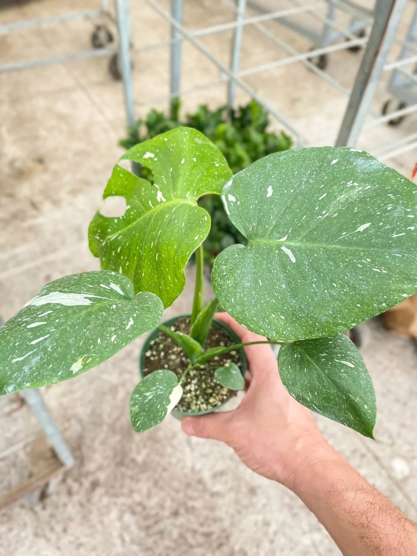 Monstera 'Thai Constellation'