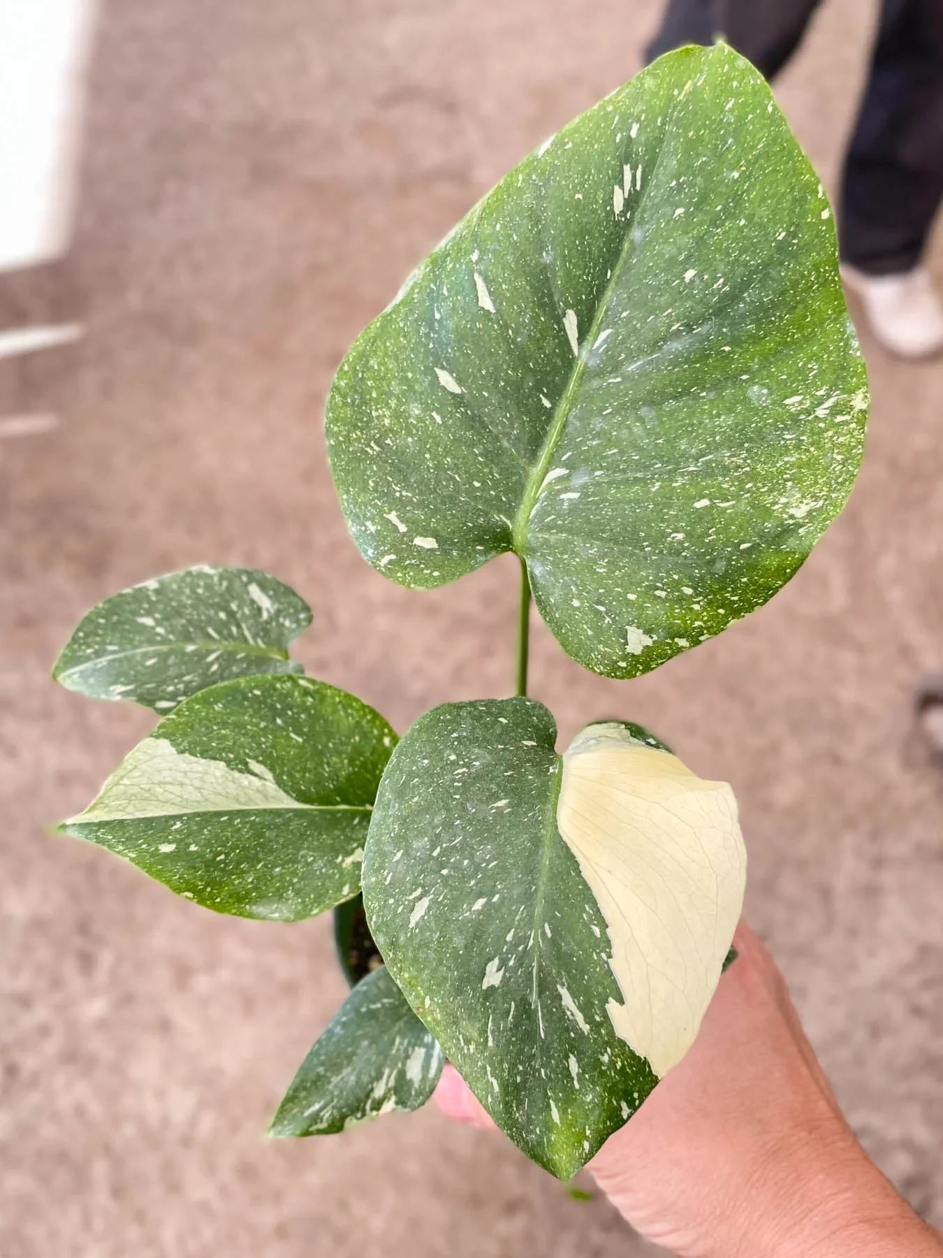 Monstera 'Thai Constellation'