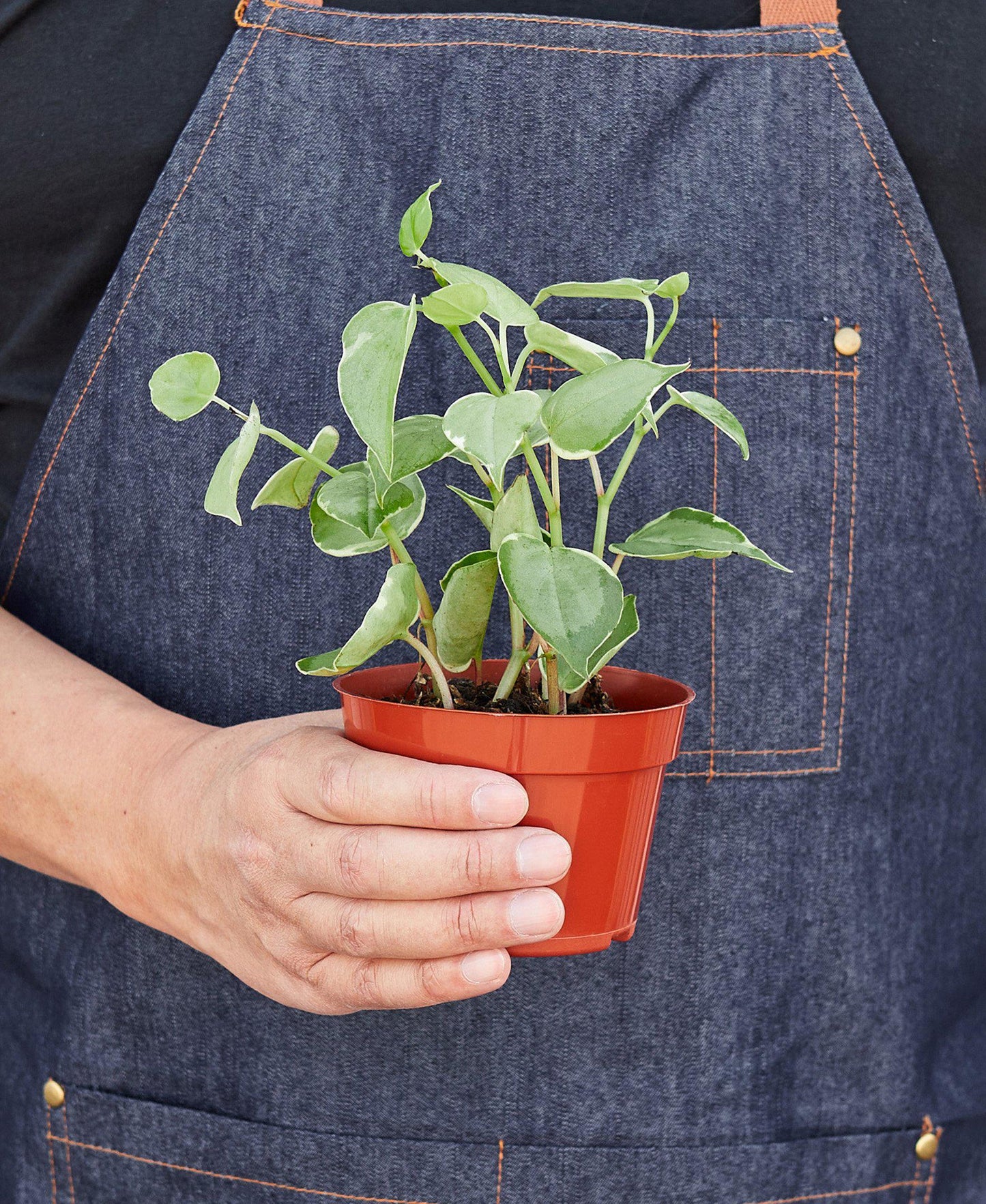 Peperomia 'Cupid'