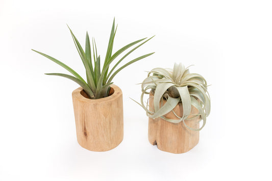 Set of 2 Large Driftwood Containers with Custom Tillandsia Air Plants