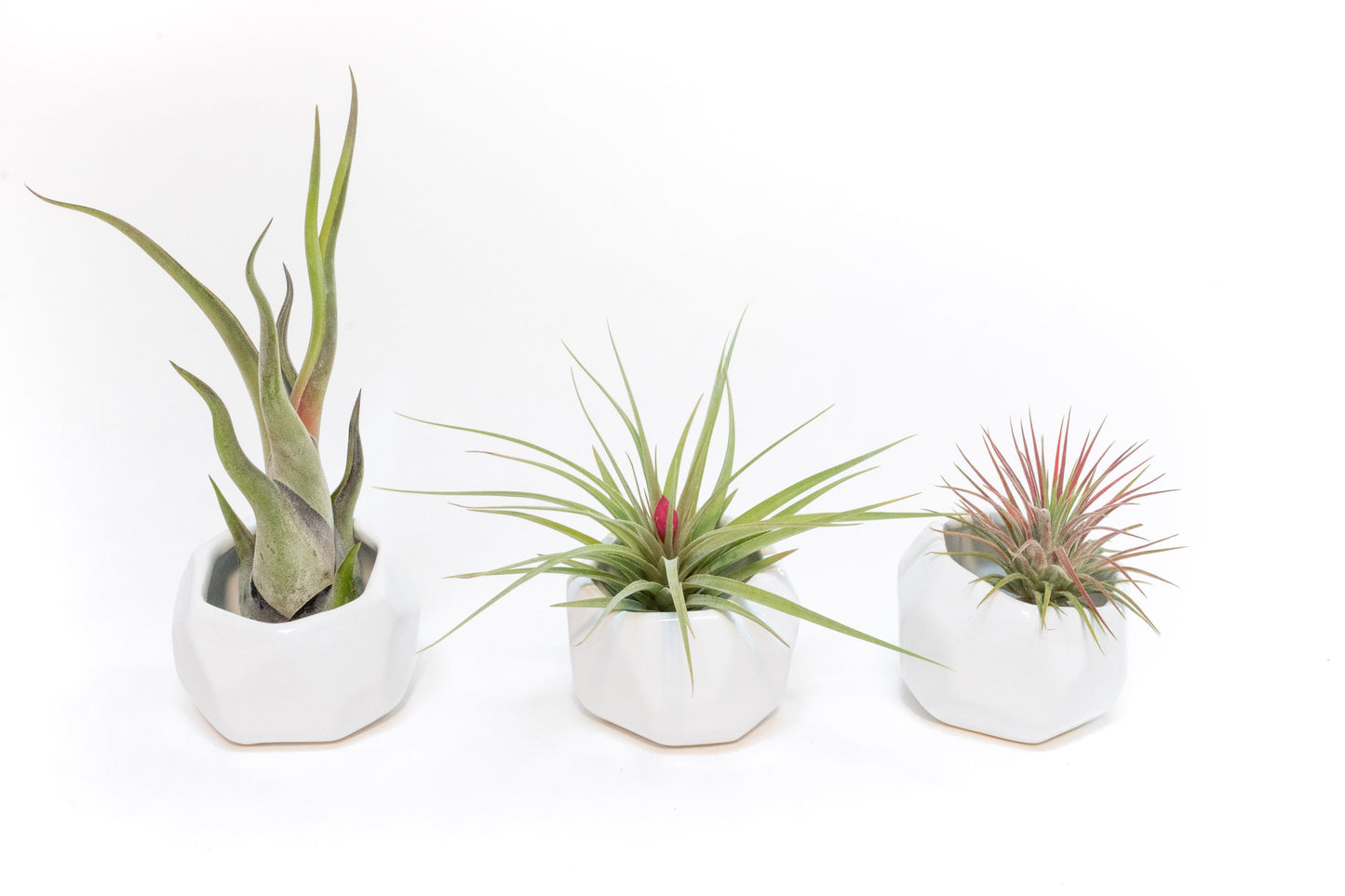 Trio of White Geometric Ceramic Containers with Custom Tillandsia Air Plants