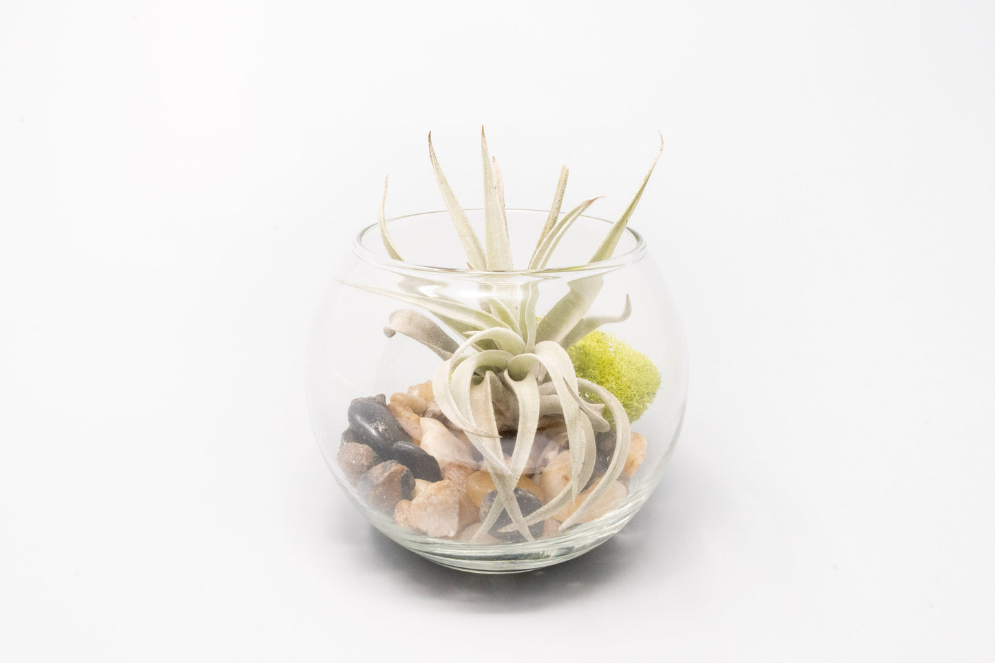 Complete Bubble Trio Terrariums with Tillandsia Juncea, Butzii, and Harrisii Air Plants