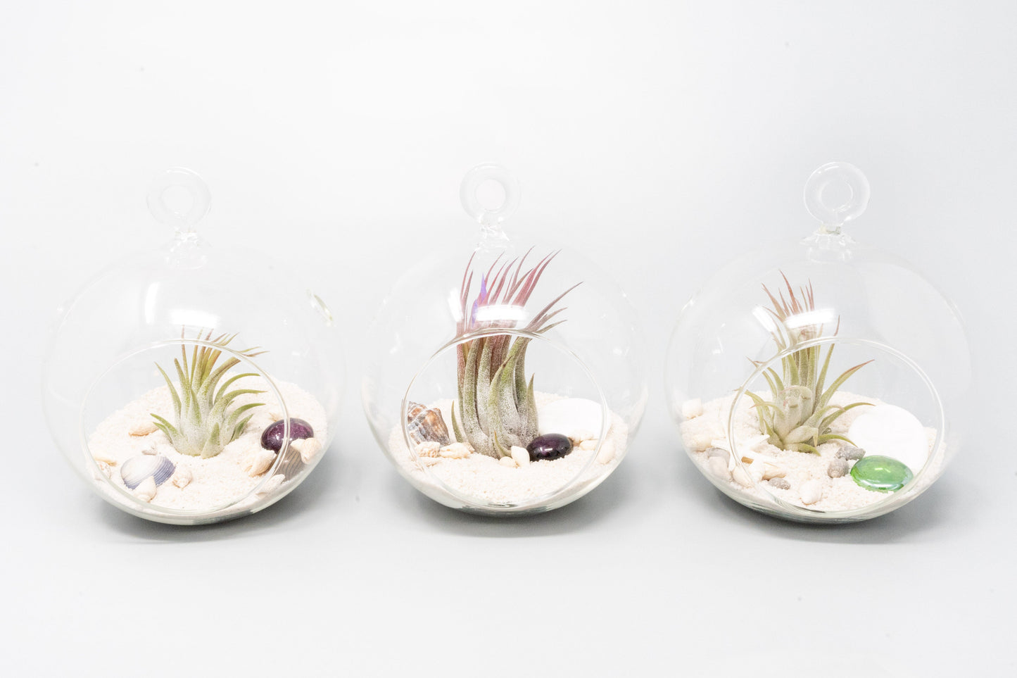 Beach Terrarium in Flat Bottom Globe with White Sand and Tillandsia Ionantha