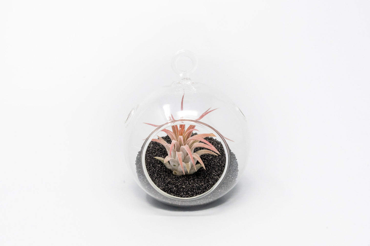 Mini Hanging Flat Bottom Beach Terrariums with White or Black Sand