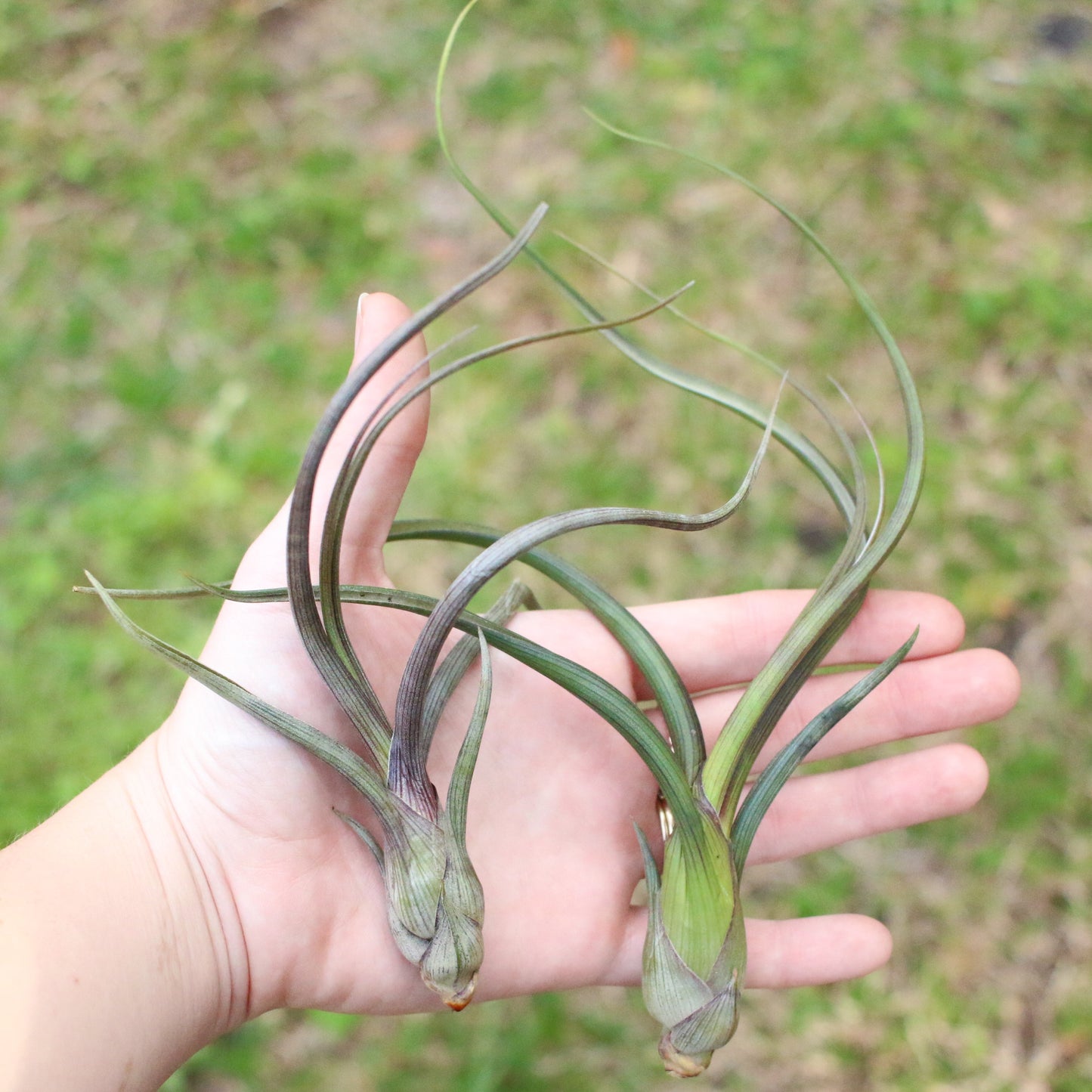 Large Tillandsia Baileyi Air Plants / 6-9 Inch Plants