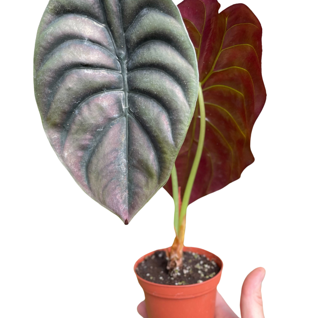 Alocasia 'Red Secret'