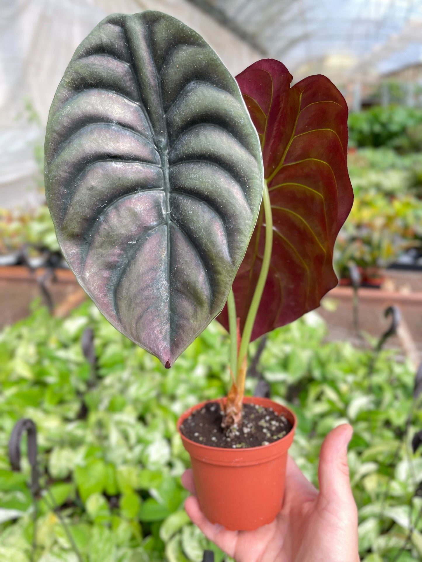 Alocasia 'Red Secret'