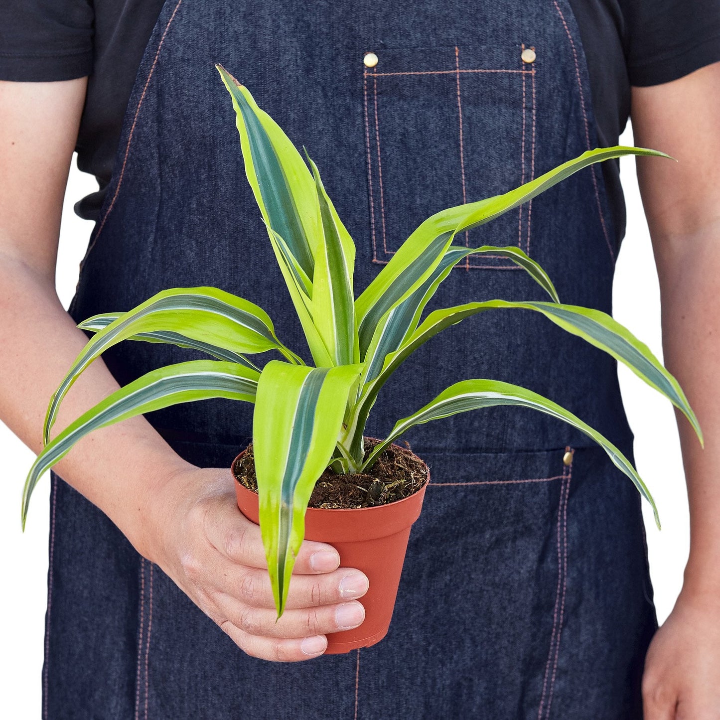 Dracaena Deremensis 'Lemon Surprise'