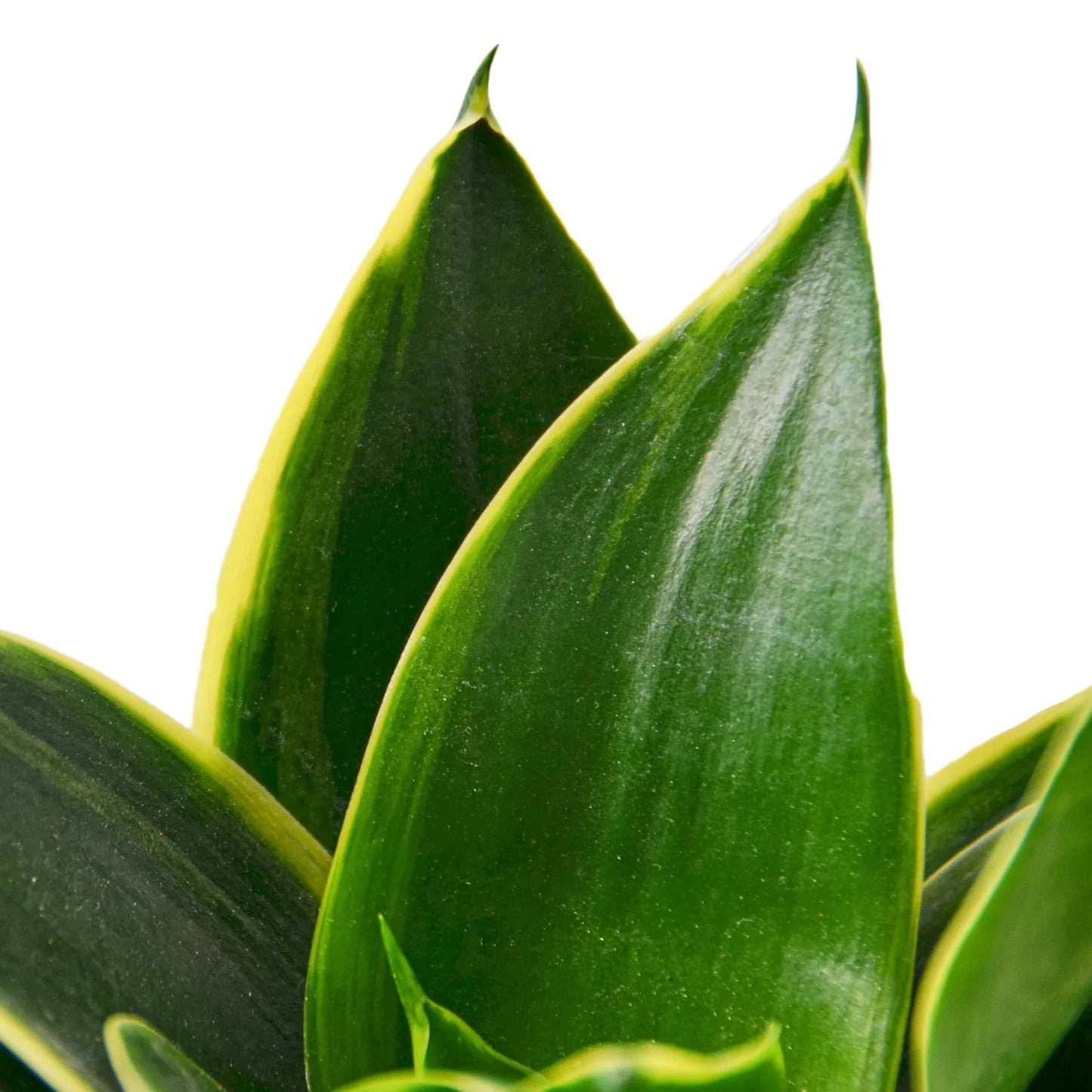 Snake Plant Emerald Star